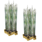 Holpijp 30 planten