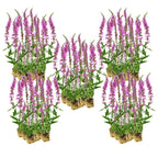Kattenstaart 100 planten