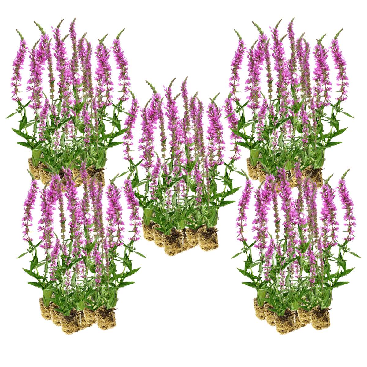 Kattenstaart 100 planten