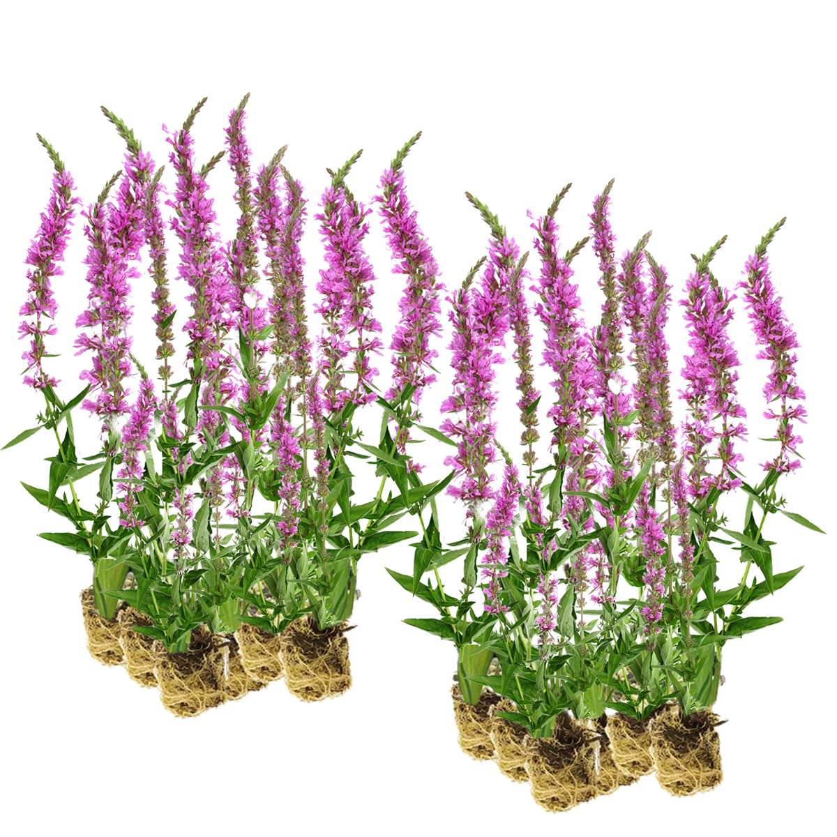 Kattenstaart 30 planten