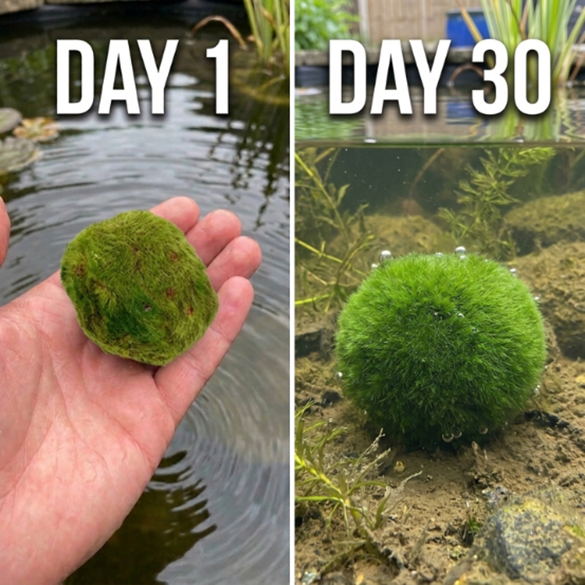 Mosballen 5 planten