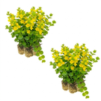 Penningkruid 30 planten