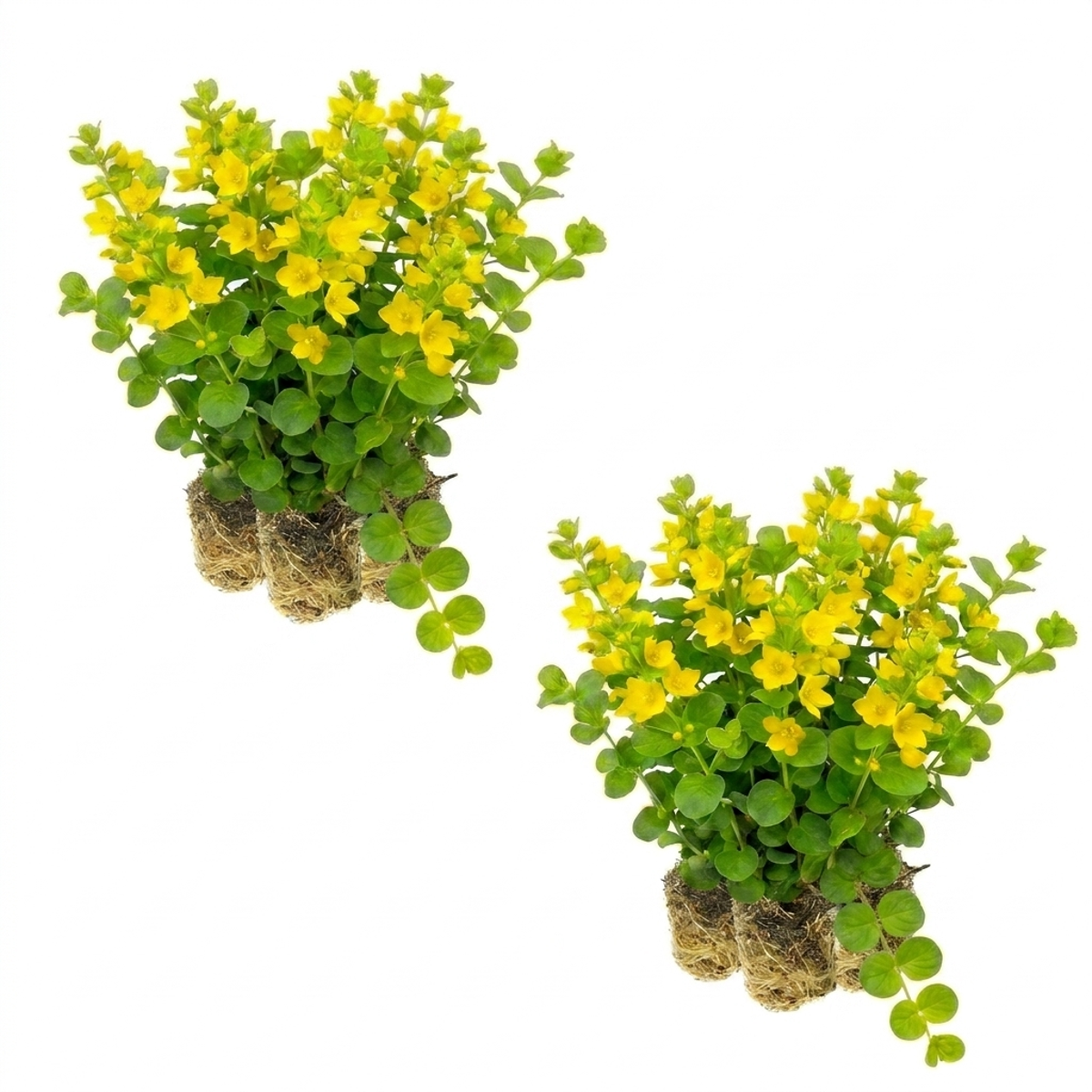 Penningkruid 30 planten