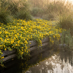 Penningkruid 30 planten