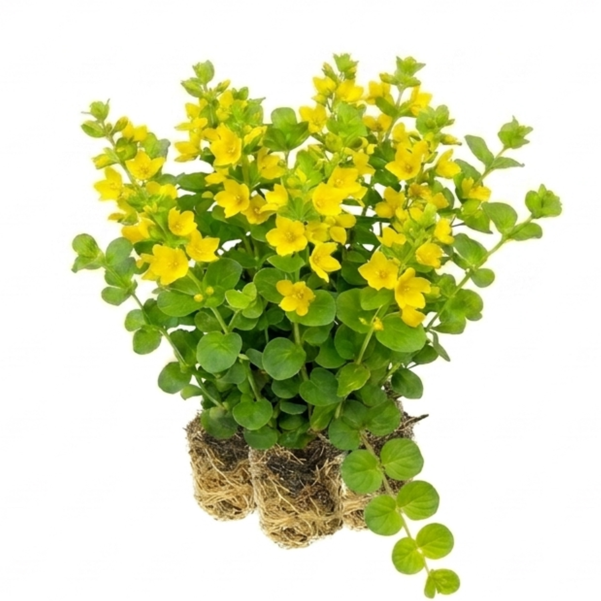 Penningkruid 15 planten