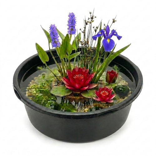 Complete Ingegraven Mini Vijver Rond - Rood