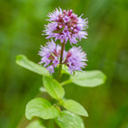 Watermunt 100 planten
