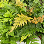 Tuinvarens 24 planten