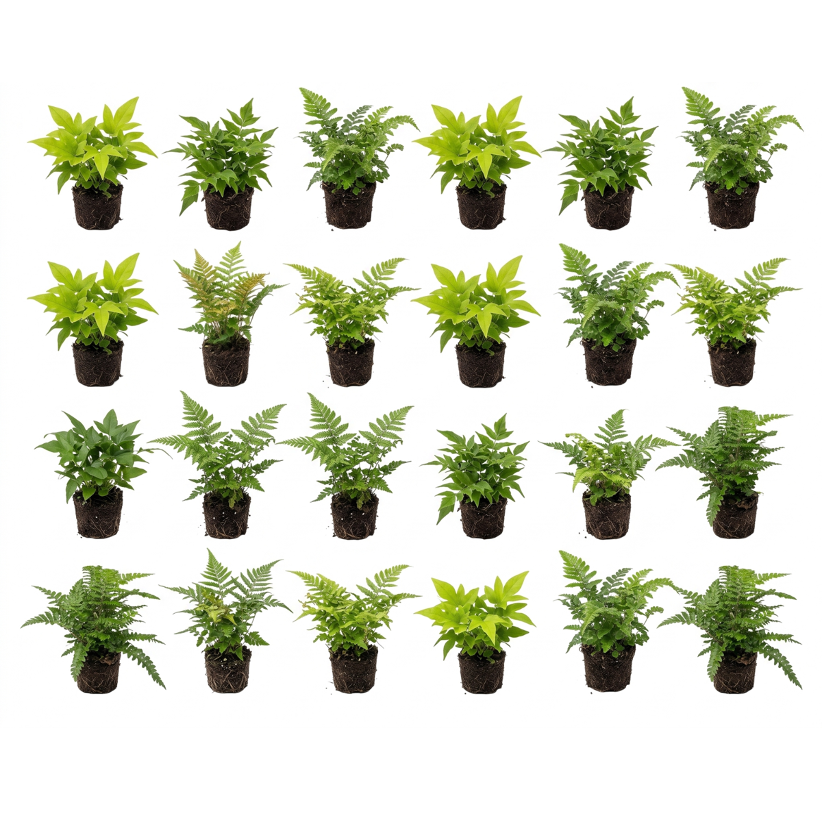 Tuinvarens 24 planten