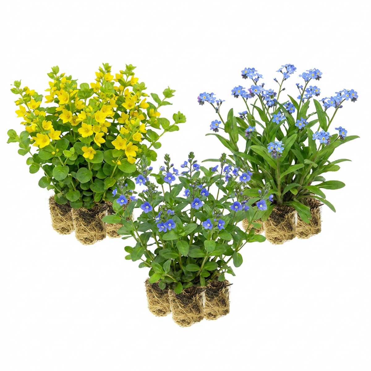 Natte Vijverrand Planten 2-3m2
