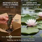 Nymphaea Cornancy