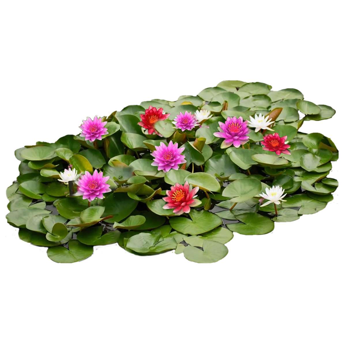 Waterlelie Veld Mix