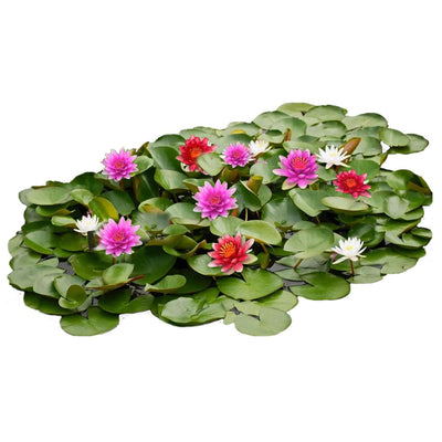 Waterlelie Veld Mix