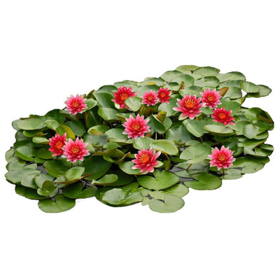 Rood Waterlelie Veld