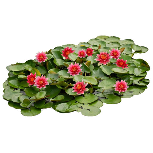 Rood Waterlelie Veld