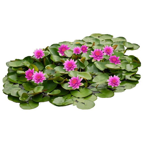 Roze Waterlelie Veld