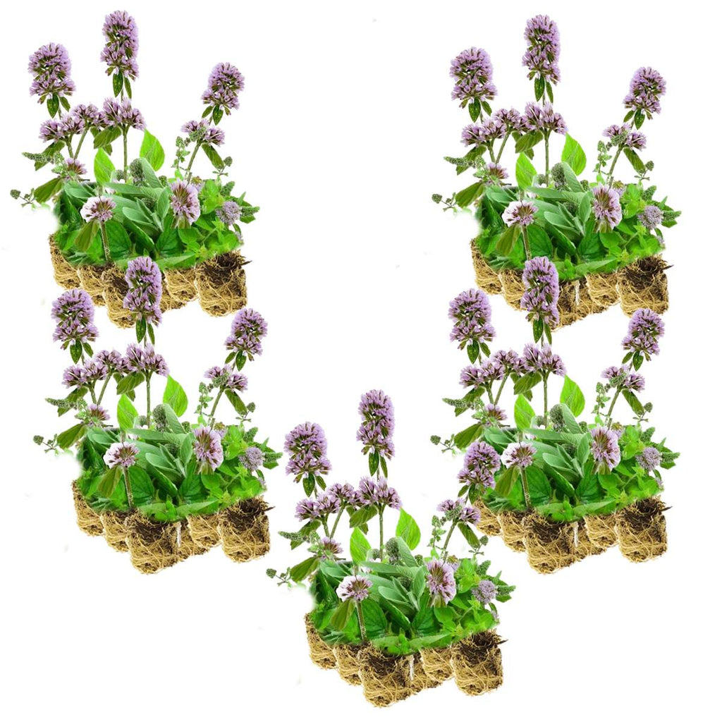 Watermunt 100 planten