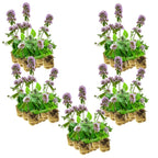 Watermunt 100 planten