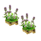 Watermunt 30 planten