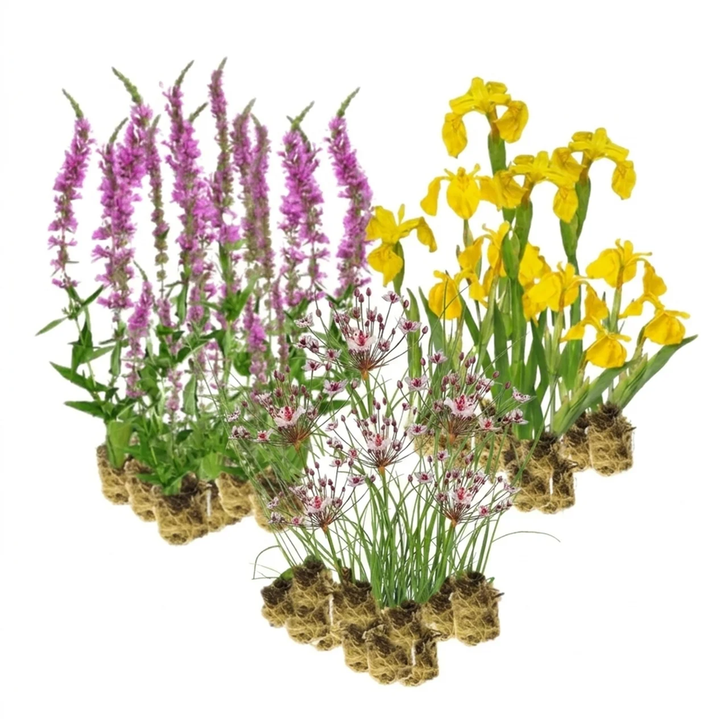 Natuurvriendelijke Oever Planten 2-3 m2