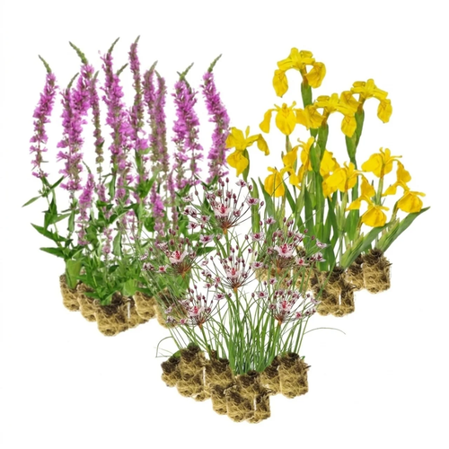 Natuurvriendelijke Oever Planten 2-3 m2